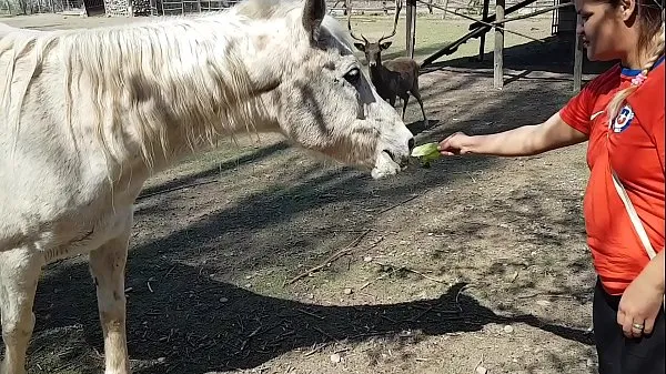 Nuovo Ero eccitato di vedere le dimensioni del pene di un cavallo !!! Volevo che il mio ragazzo si concentrasse così !!! Paty Butt, El Toro De Oromega tubo